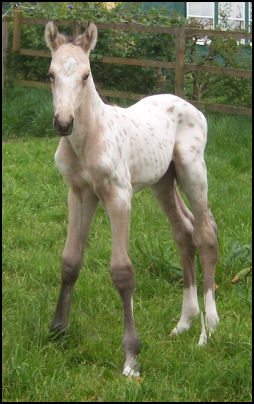 Buckskin leopard colt